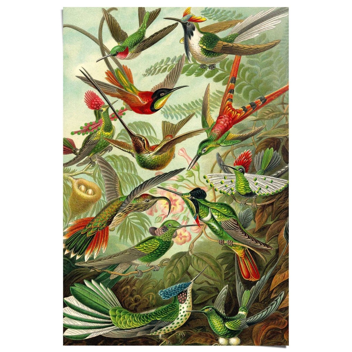 Poster Kolibries 91,5x61 - Reinders
