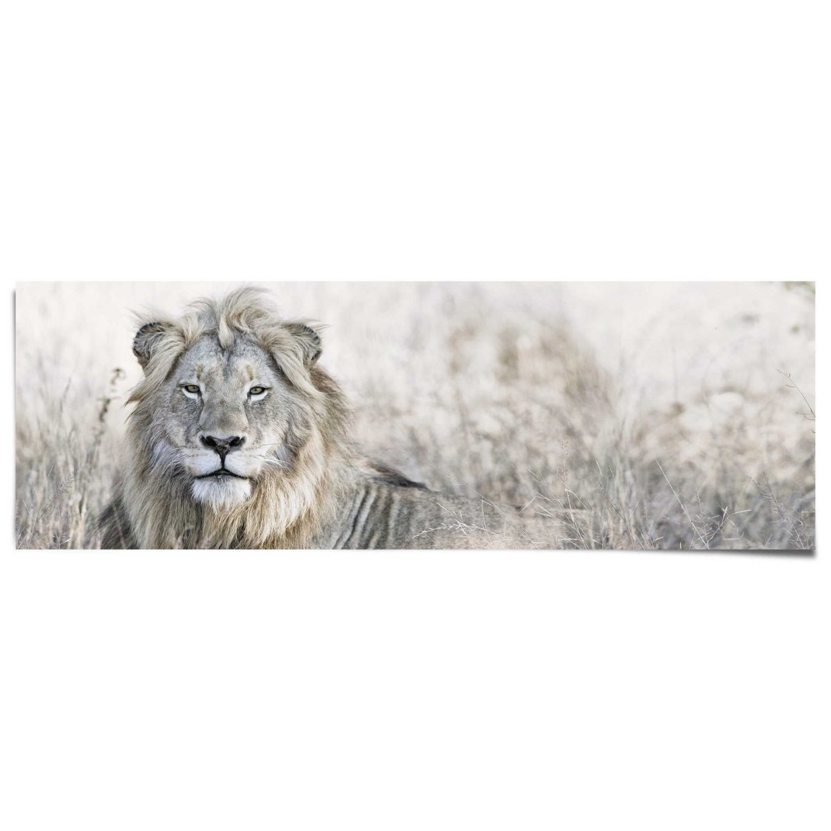 Poster Leeuw 53x158 - Reinders