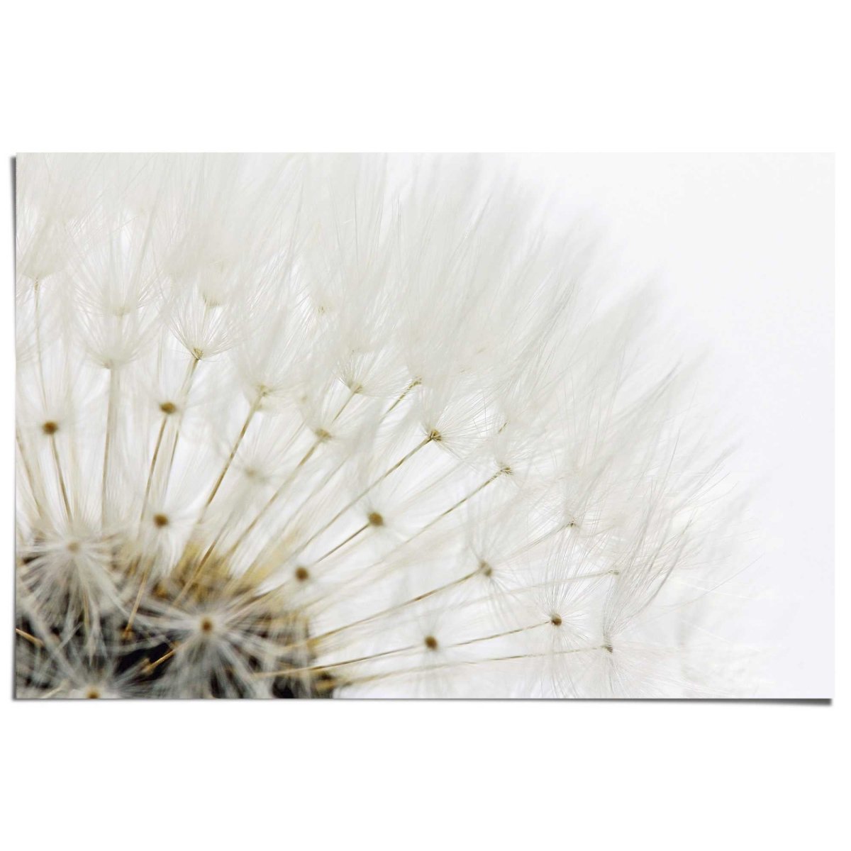 Poster Paardenbloem - wit 61x91,5 - Reinders