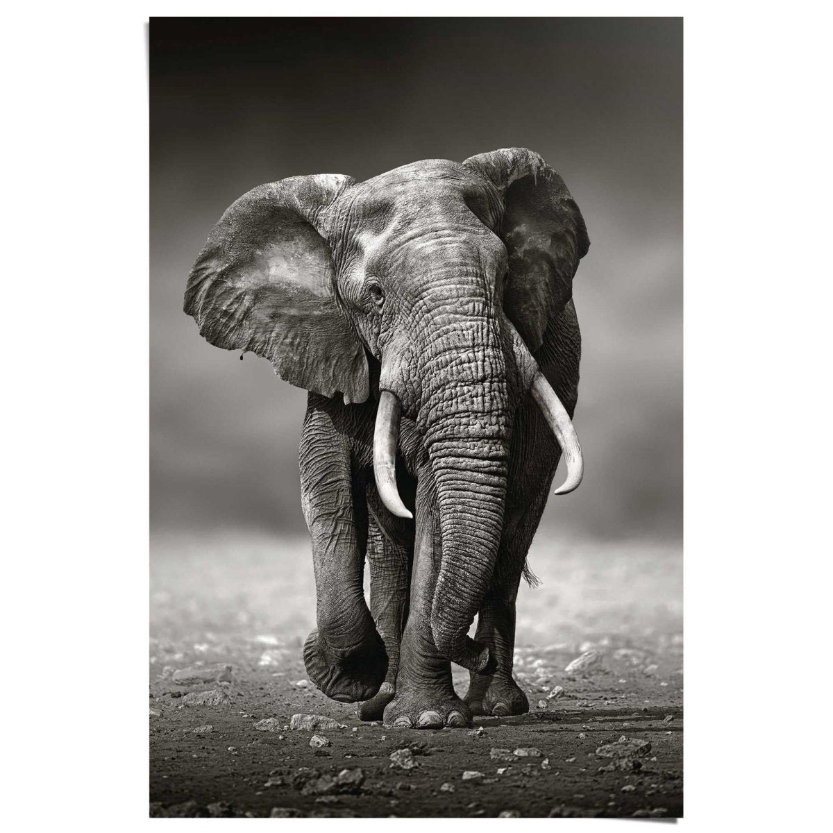Retro Poster Dier Poster Olifant Poster De Evolutie Van De Olifant Canvas Art Poster en Muur Art Foto Print Moderne Familie slaapkamer Decor Posters 20x30inch (50x75cm Retro Poster Dier Poster Olifant Poster De Evolutie Van De Olifant Canvas Art Poster en Muur Art Foto Print Moderne Familie slaapkamer Decor Posters 20x30inch (50x75cm