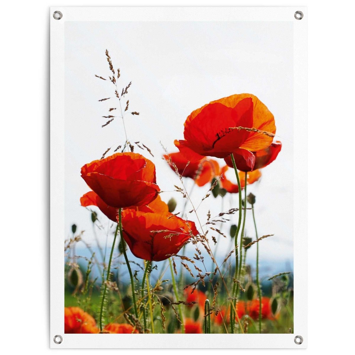 Tuinposter Klaprozen 80x60 - Reinders