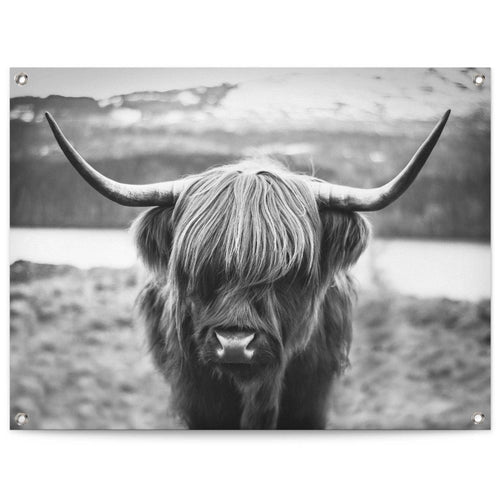 Tuinposter Schotse Hooglander 60x80