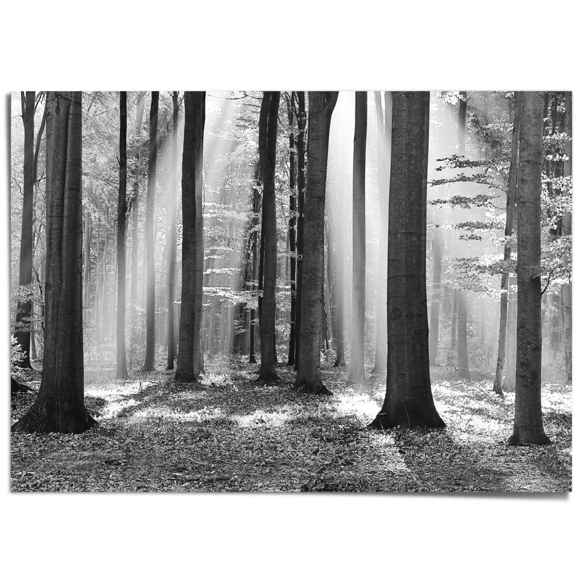 XXL Poster Zonlicht in loofbos 100x140 - Reinders