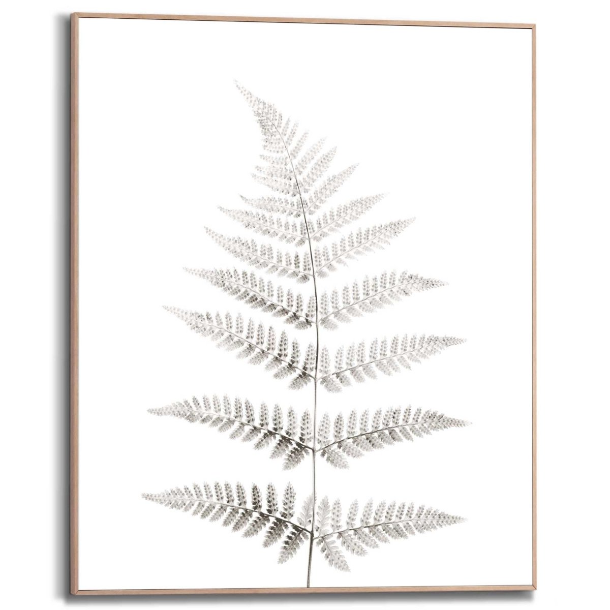 Schilderij Varen 50x40 - Reinders