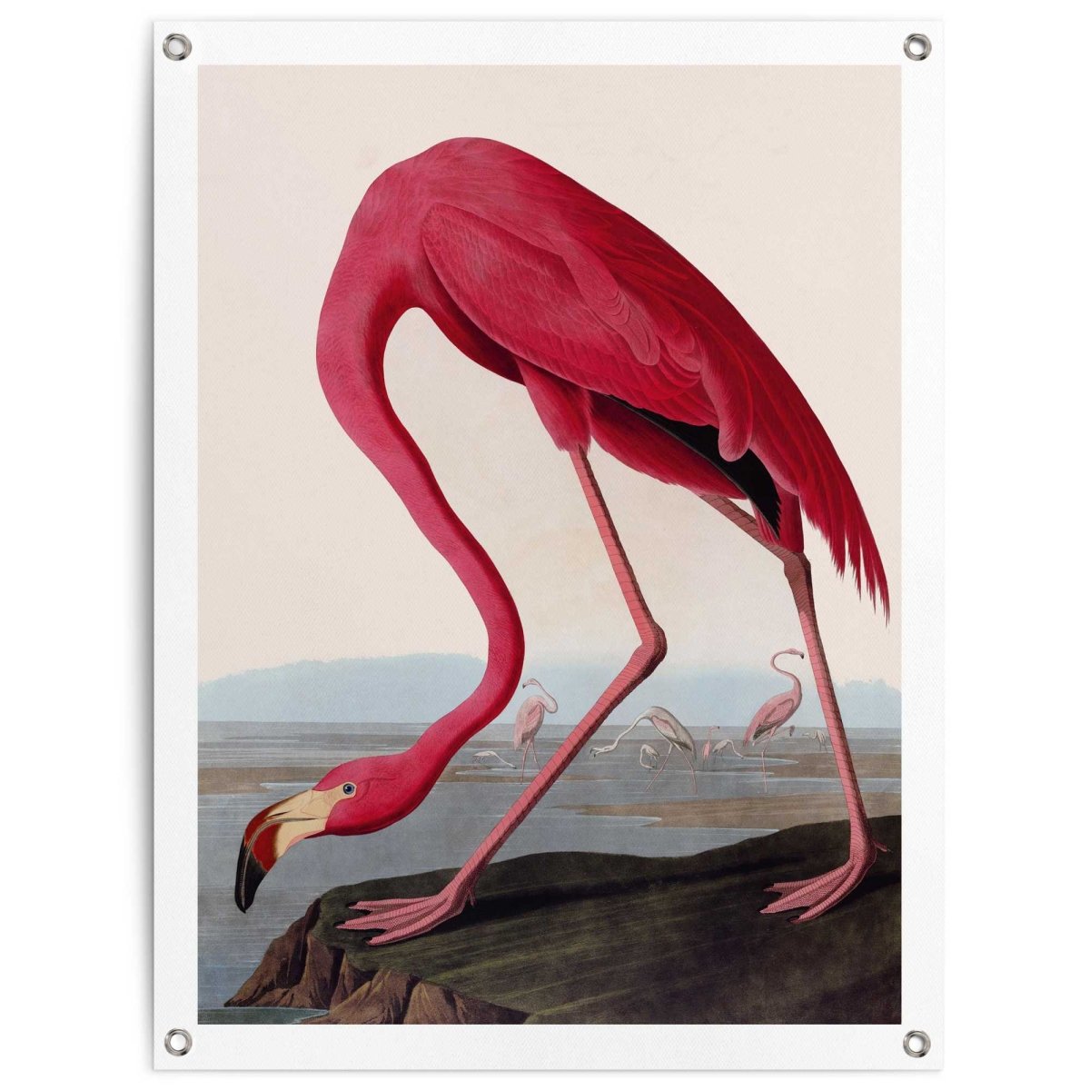 Tuinposter Audubon Flamingo 80x60 - Reinders