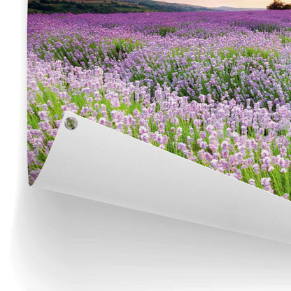 Tuinposter Lavender Field 60x80 - Reinders