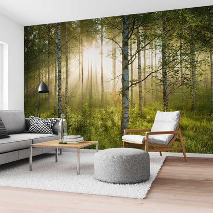 Fotobehang Zonnestralen in berkenbos 260x384 - Reinders