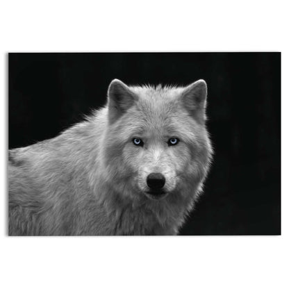 Glasschilderij Witte wolf 78x116 - Reinders