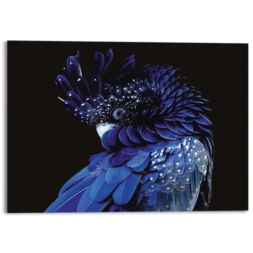 Plexiglasschilderij Blauwe Papegaai 100x140