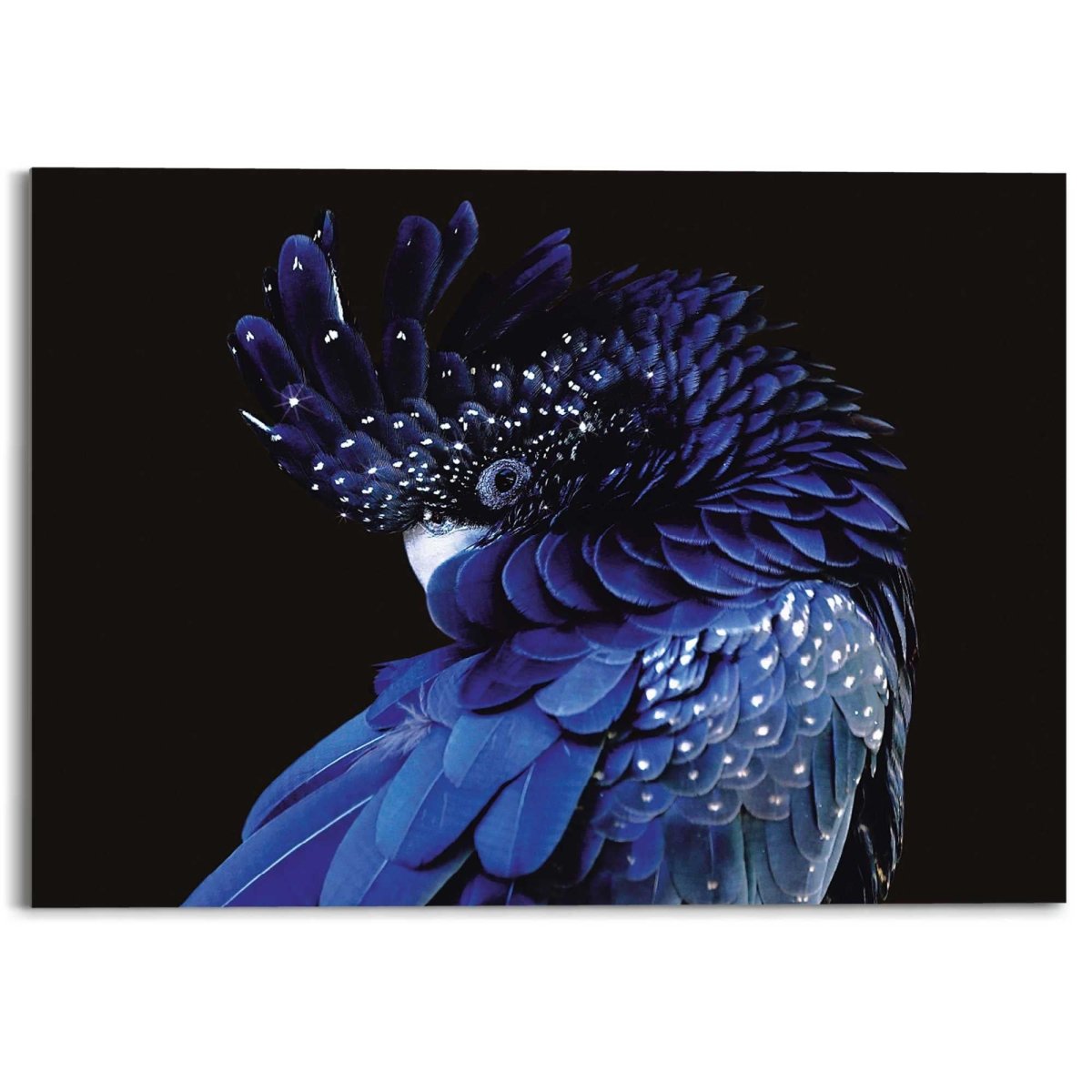 Plexiglasschilderij Blauwe papegaai 50x70 - Reinders