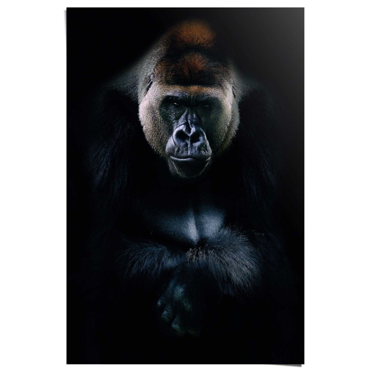 Poster Gorilla 91,5x61 - Reinders