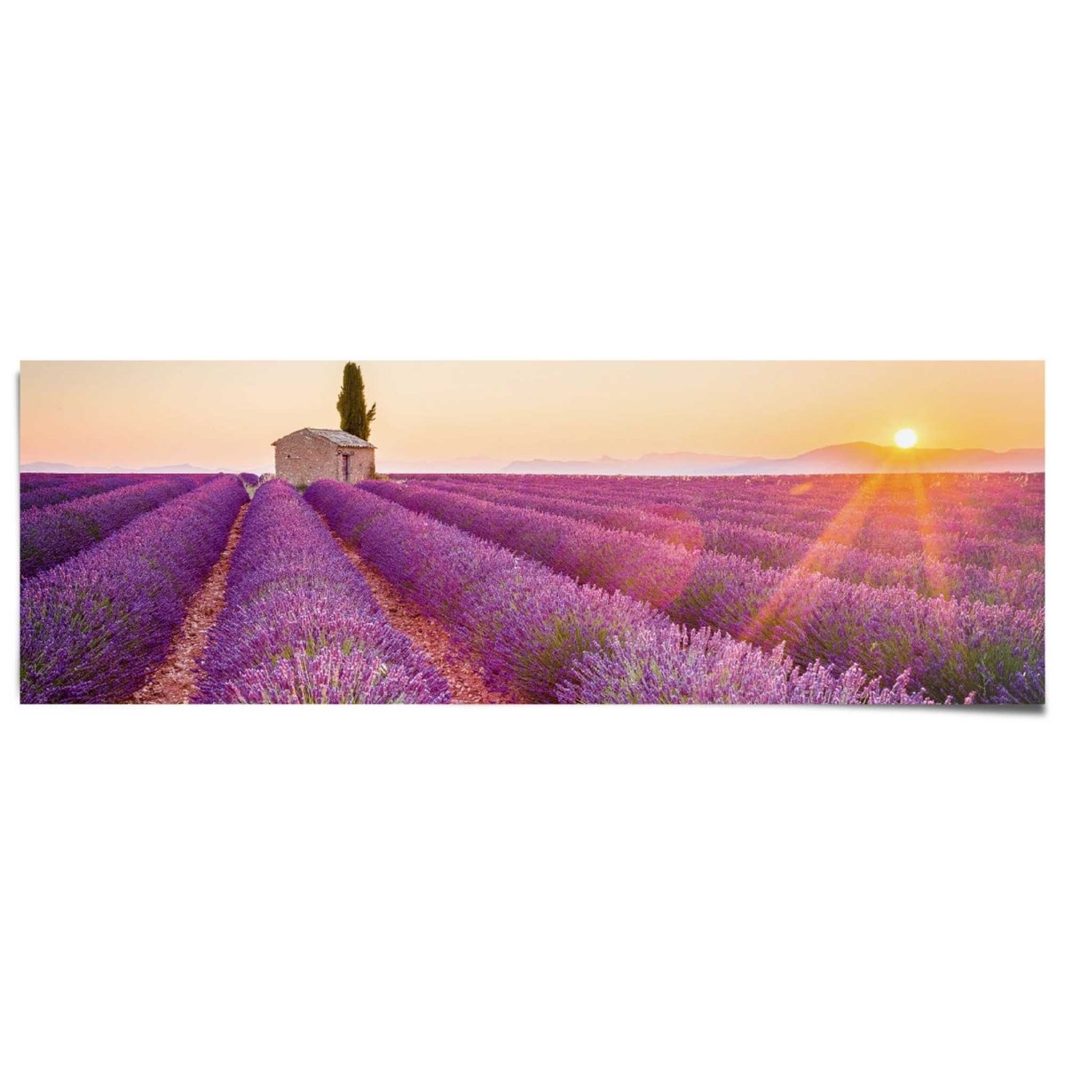 Poster Lavendel 53x158 - Reinders