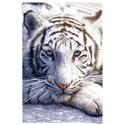 Poster Witte tijger 91,5x61 - Reinders