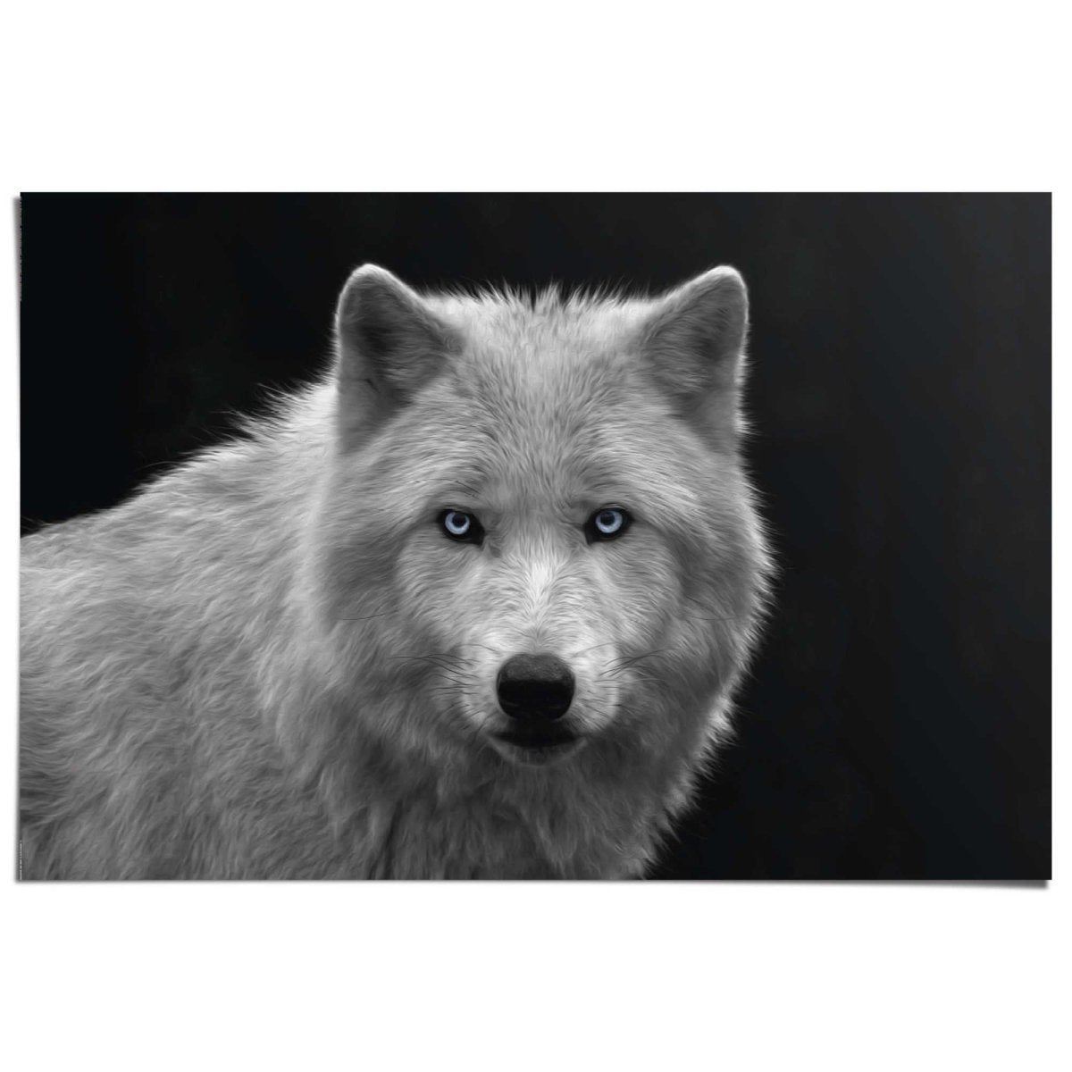 Poster Witte Wolf 61x91,5 - Reinders