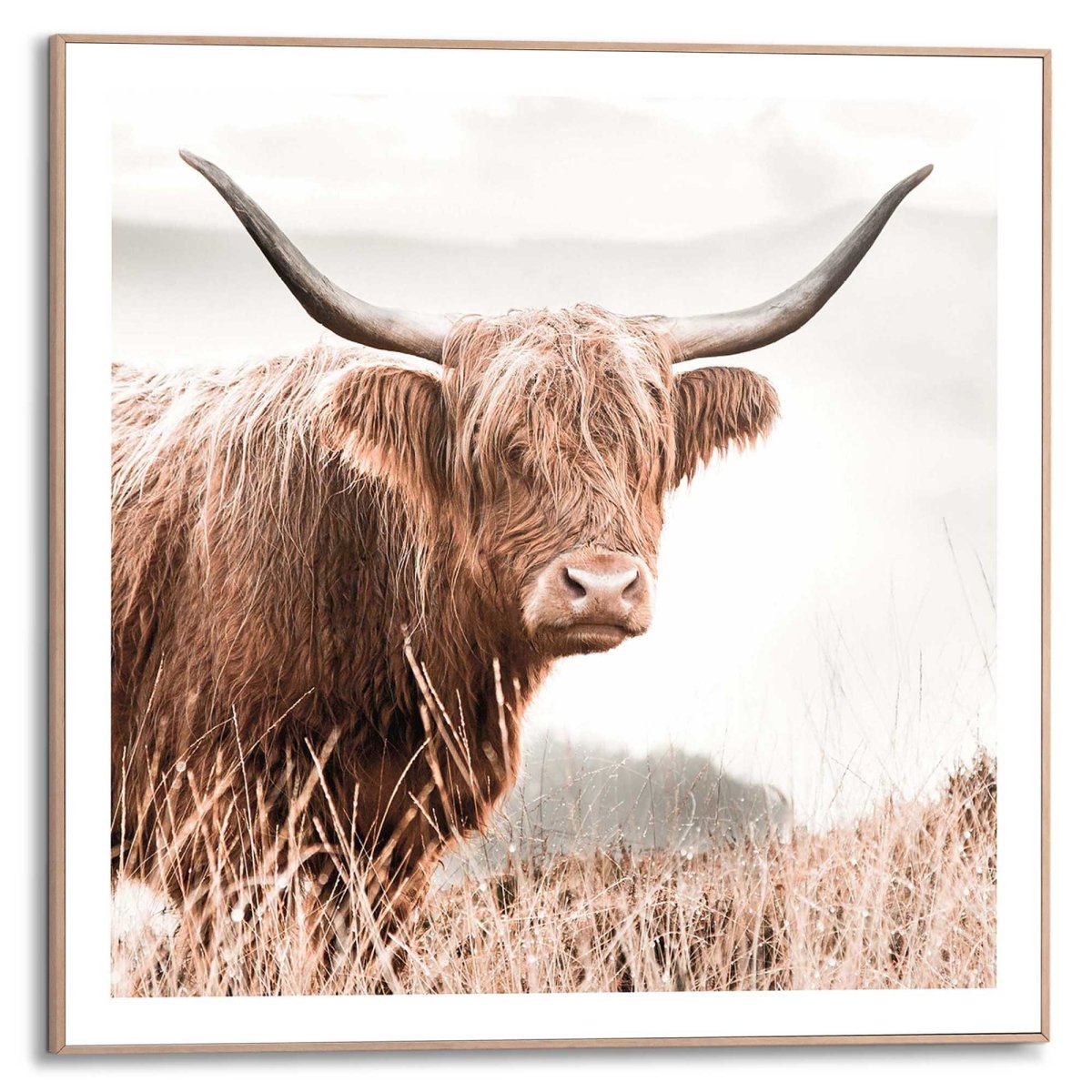 Schilderij Hooglander 50x50 - Reinders