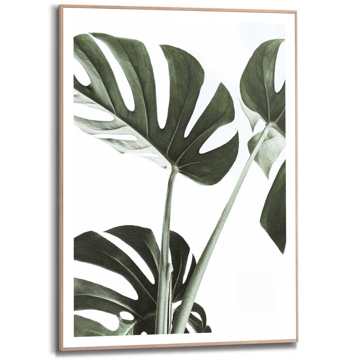 Schilderij Monstera 70x50 - Reinders