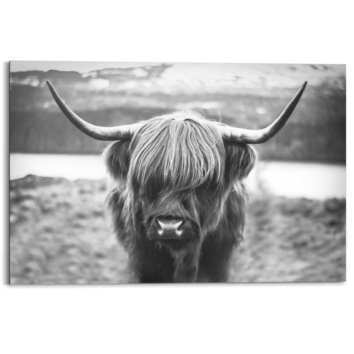 Schilderij Schotse Hooglander 60x90 - Reinders