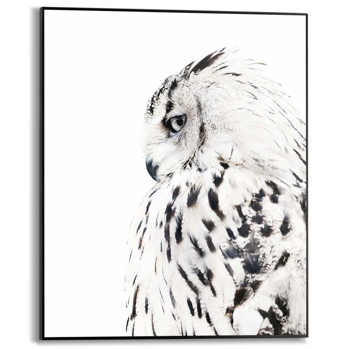 Schilderij Uil 50x40 - Reinders