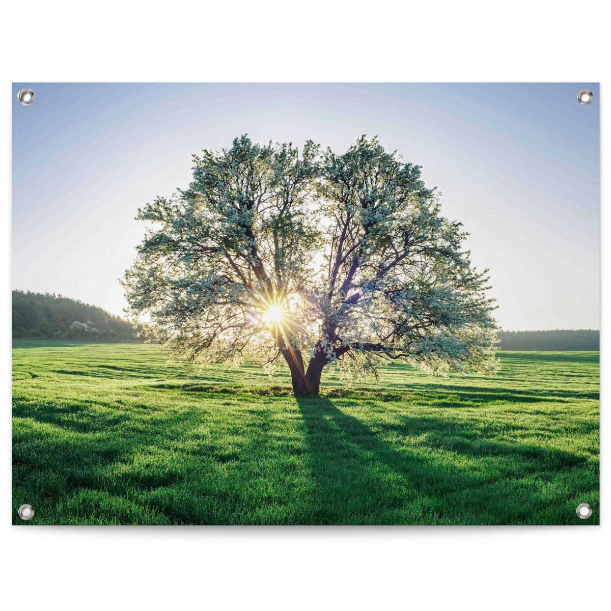 Tuinposter Boom in ochtenzon 60x80 - Reinders