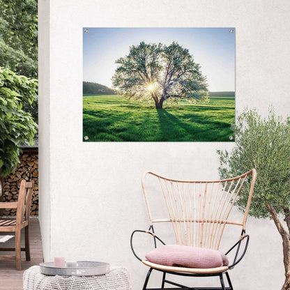 Tuinposter Boom in ochtenzon 60x80 - Reinders