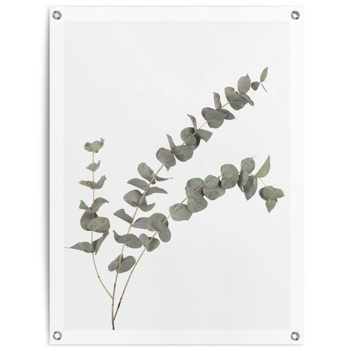 Tuinposter Eucalyptus 80x60 - Reinders