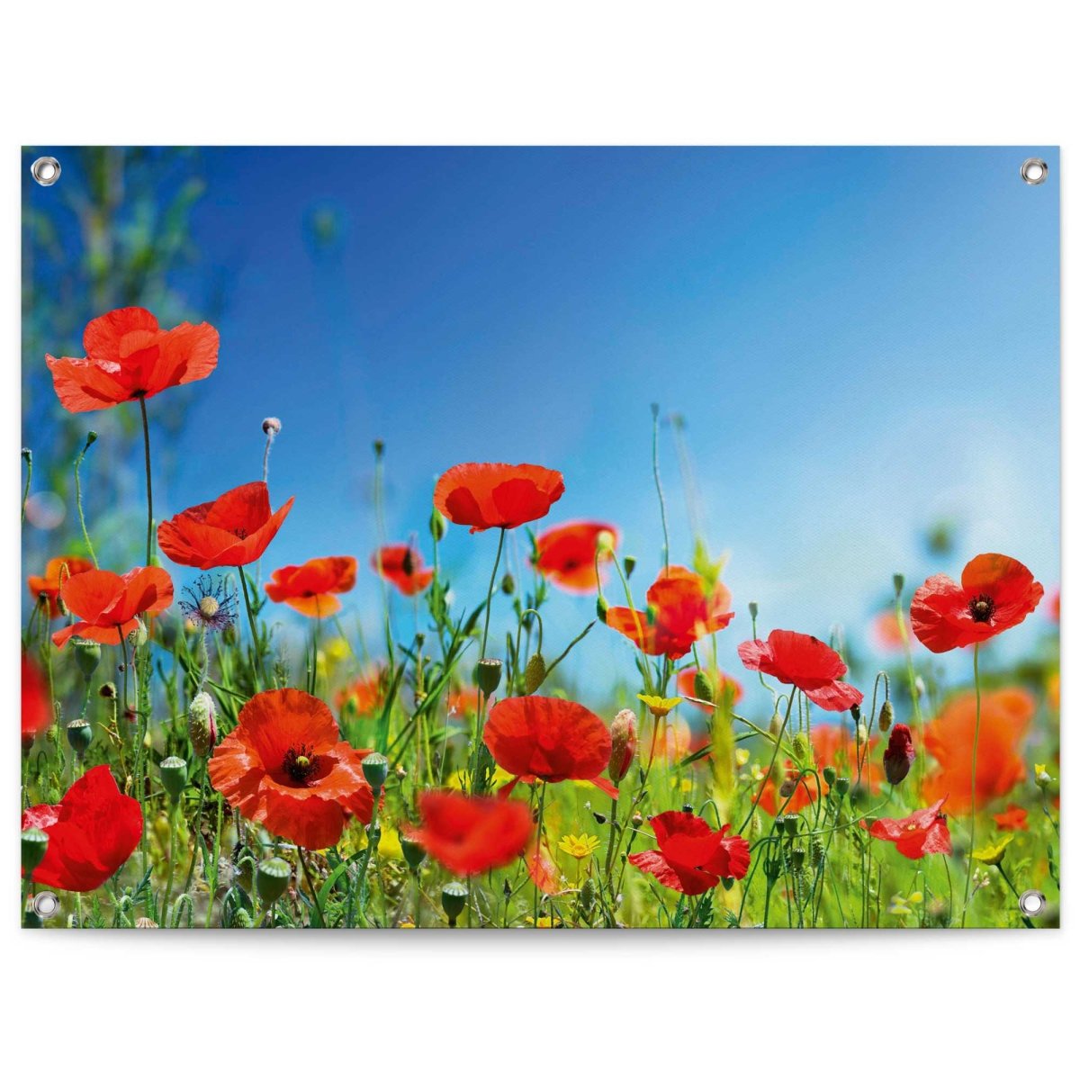 Tuinposter Zomerbloemen 60x80 - Reinders