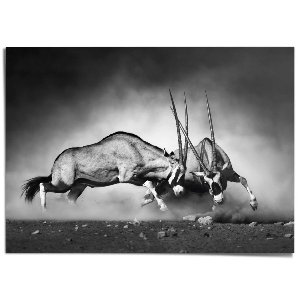 XXL Poster Gemsbok 100x140 - Reinders