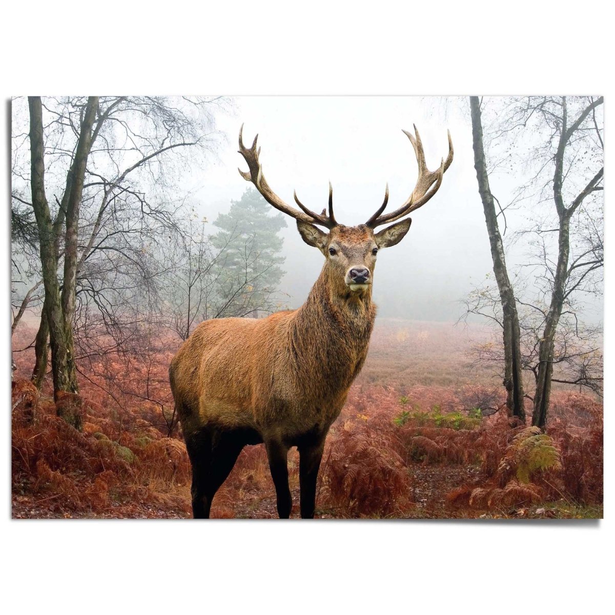 XXL Poster Hert in herfstbos 100x140 - Reinders