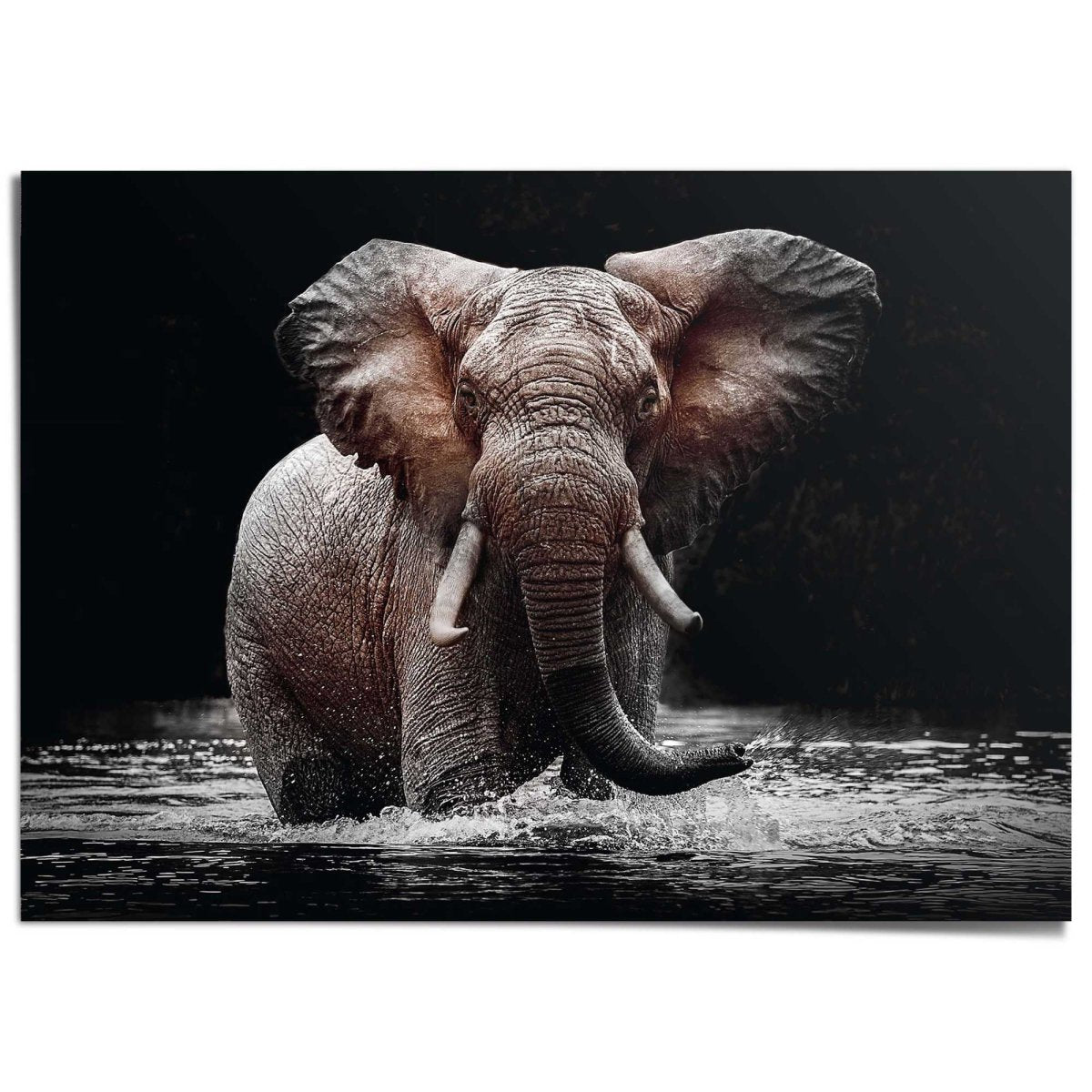 XXL Poster Olifant 100x140 - Reinders