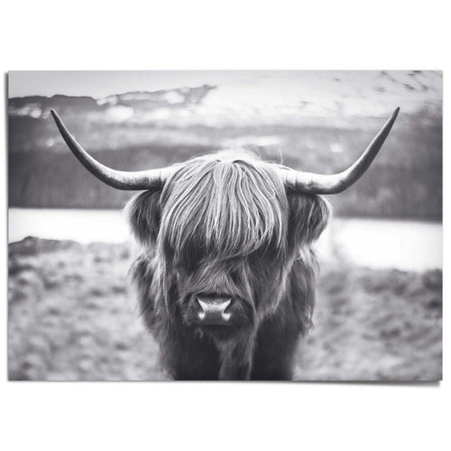 XXL Poster Schotse Hooglander 100x140